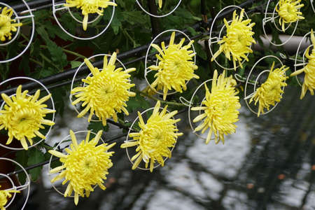 Yellow spider mum flowers arranged inside the metal rings
