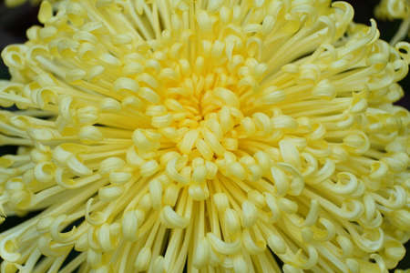 A close up of light yellow color of spider mum 'Golden Splendour'の写真素材
