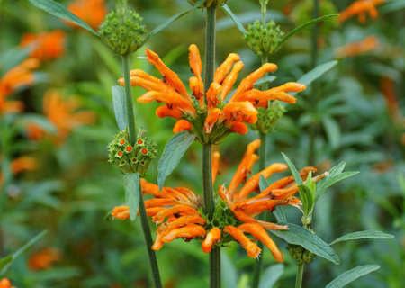Beautiful orange flowers of Lion's Tail, an upright perennial