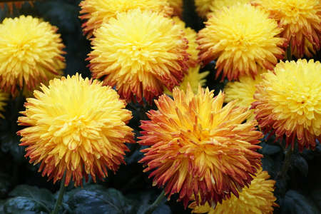 The yellow color of decorative mum 'Western Bushfire' flower at full bloomの写真素材