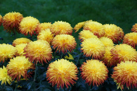 The yellow color of decorative mum 'Western Bushfire' flower at full bloom