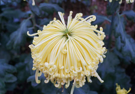 Close up of the light yellow color of spider mum 'Lava' flowerの写真素材