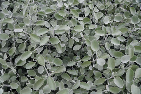 The pale green color of Perityle Incana California plantの写真素材