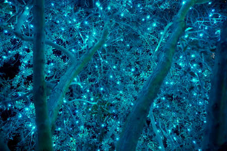 An olive tree decorated with blue string lights for the holiday