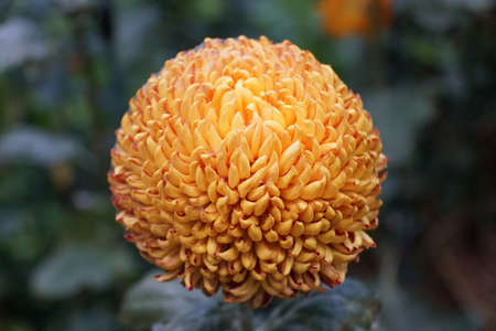 The red and light yellow color of regular incurve mum 'Heather James' flower at full bloomの写真素材
