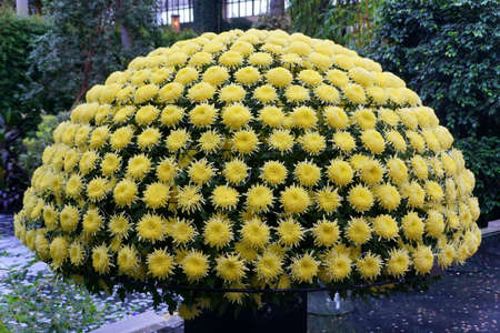 Beautiful yellow chrysanthemum flowers arranged as a shape of the canopyの写真素材