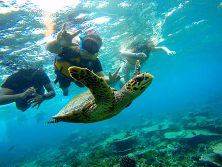 Male, Maldives - January 10, 2017 - Swimming with a turtle in a clear blue oceanのeditorial素材