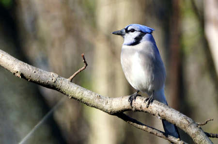 A blue jay perching on the tree branchの写真素材