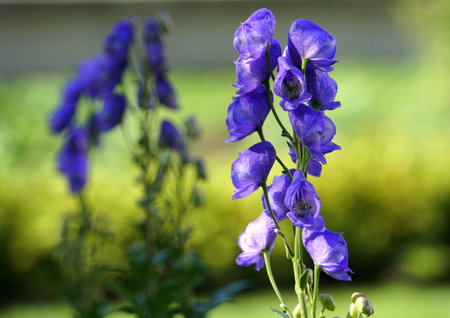 Close up of blue larkspur flowersの写真素材