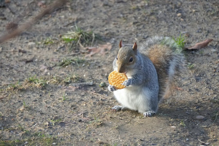 A squirrel eating a piece of salty cracker