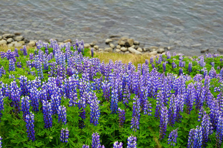 Beautiful purple lupine flowers of Iceland on the hills overlooking the oceanの写真素材