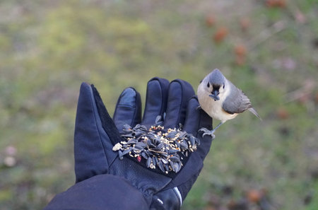 Hand-feeding a tufted titmouse with a mixed of wild seeds and sunflower seeds in the winterの写真素材