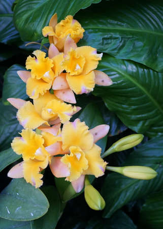 The light orange and yellow color of Brassolaelio Cattleya Golden Tang orchidsの写真素材
