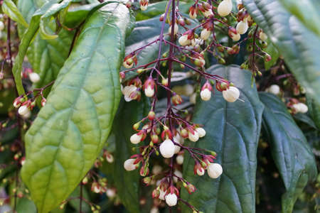 Tiny white buds of Chains of Glory flowers, from a mint family