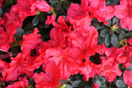 Beautiful red hybrid Azalea 'Scarlet' flowers at full bloomの写真素材