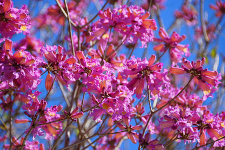 Beautiful clusters of pink flowering tree of Tabebuia Heterophylla