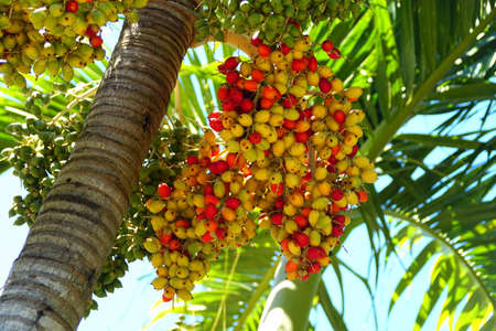 Yellow and red fruits on a Christmas Palm tree