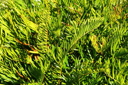 The Coontie plant, a tough tropical plant with featherlike leaves