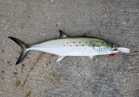 A freshly caught Spanish mackerel on the white fishing lure