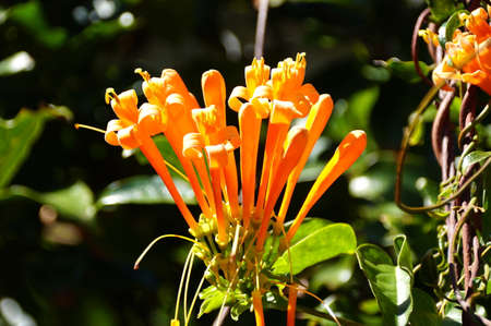 Close up of the beautiful orange color of Flame vine flower