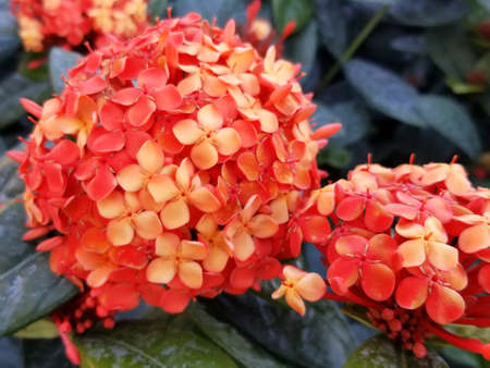 The orange color of Maui Ixora flowers that attracts butterflies