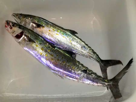 Two Spanish Mackerel inside a white sink
