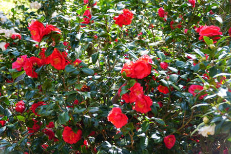 Beautiful flowers of Camellia Japonica 'Mathotiana Rubra'