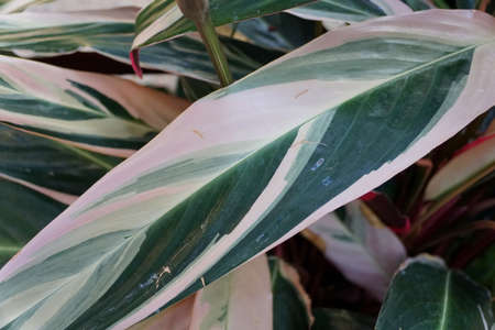The white and green leaves of Stromanthe Sanguinea Triostar, a tropical plantの写真素材