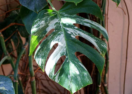 Close up of a big leaf of a variegated Monstera Deliciosa plant