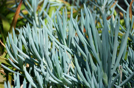 The Blue-Chalk Sticks plants, with the scientific name Senecio Serpensの写真素材