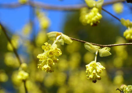 The yellow flowers of Hybrid Witch-Hazels tree, with scientific name Hamamelis Intermediaの写真素材