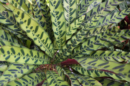 The beautiful foliage color of Calathea Rattlesnake plants