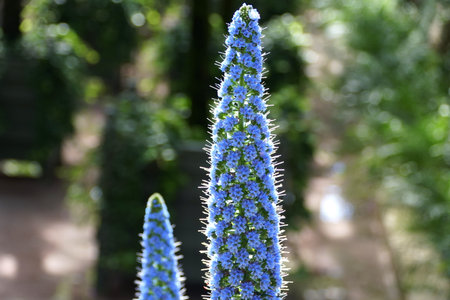 Light blue color of Pride-of-Madeira flowers , also known with the scientific name Echium Candicans