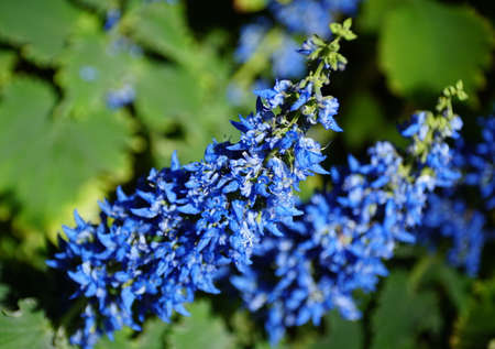 Blue flowering coleus plant, from the Plectranthus speciesの写真素材