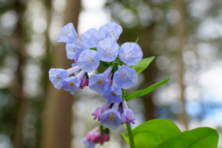 Close up of the Virginia Bluebells flower at full bloom in the Springの写真素材
