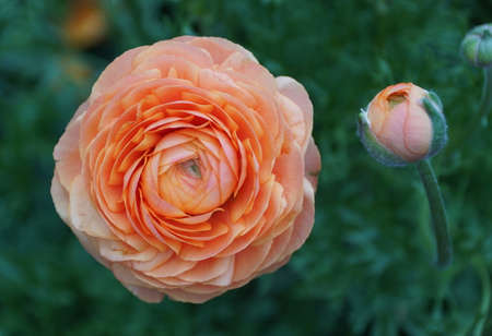 Close up of a light orange buttercup flower , also known as Ranunculus