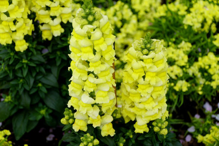 Beautiful Snapdragon 'Speedy Sonnet Yellow', an upright annual flowerの写真素材