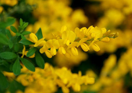 The bright yellow color of Broom 'Genista Spachiana' flowersの写真素材