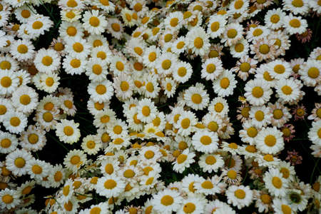 A spread of the white and yellow Marguerite Daisy flowers