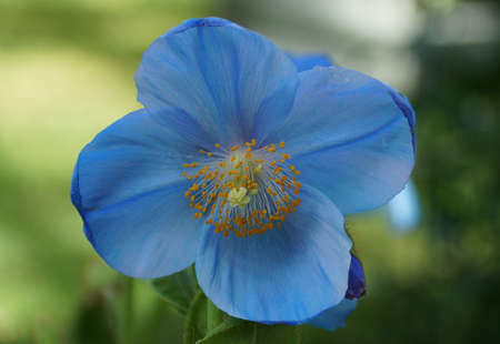 Close up of a beautiful Blue Poppy 'Lingholm' flower at full bloomの写真素材