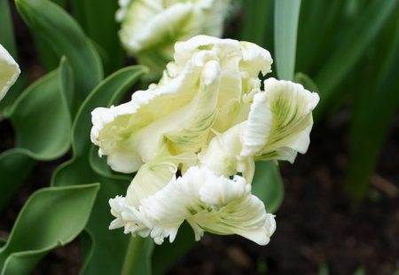 Close up of a beautiful White Parrot tulip flowers at full bloom in the Springの写真素材