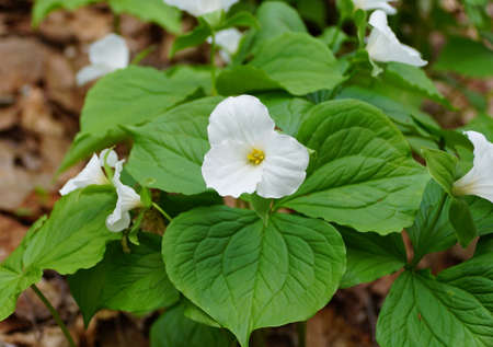 The white Showy Trillium flower at full bloom in the Springの写真素材