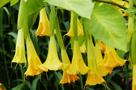 Beautiful Yellow Angel's Trumpet flowers at full bloom in the summerの写真素材