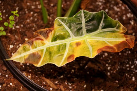 Close up of a burned leaf of Alocasia Polly Elephant Ear plantの写真素材