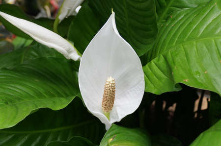 Beautiful white Spathe Flower 'Sweet Pablo' at full bloomの写真素材