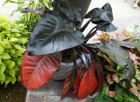 Red and black leaves of Philodendron Black Cardinal, a popular indoor houseplant
