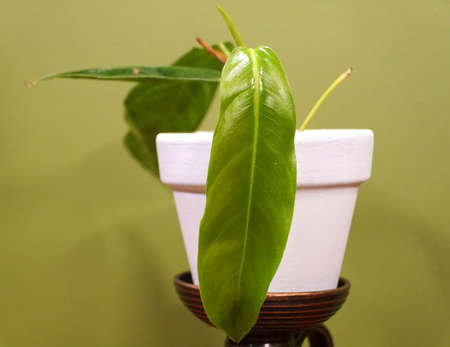 A small Philodendron Patriciae, one of the rarest and sought after houseplant collectorsの写真素材
