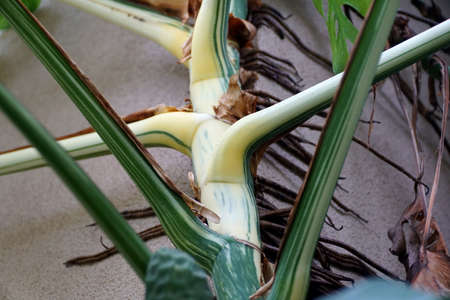 Close up of the beautiful stem of a highly variegated Monstera Deliciosa Albo plantの写真素材