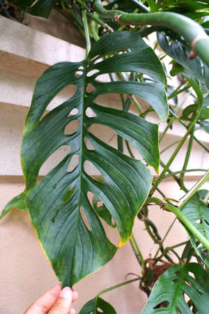 Close up of a large green leaf of Monstera Esqueleto, a climbing tropical plantの写真素材