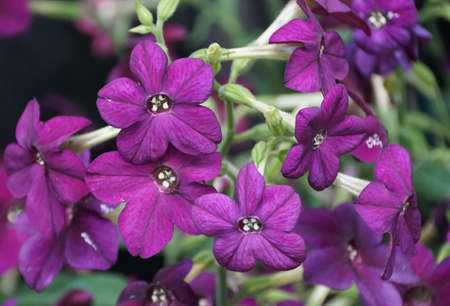 Beautiful cluster of Flowering Tobacco 'Perfume Deep Purple' at full bloomの写真素材